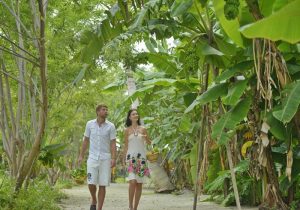 Meyve Toplama, Sun Island Resort Maldives